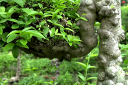 Vườn mai nu “mặt khỉ” trăm tuổi và triết lý sống của dân chơi cây cảnh cổ thụ đất Tiền Giang nay là tỉnh Đồng Tháp