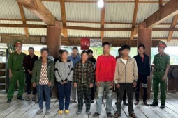 Khởi tố 12 người nhổ trộm 250 củ sâm Ngọc Linh ở Quảng Ngãi