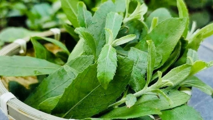 Cây cúc tần (hay còn gọi là từ bi) là loại cây bụi cùng quen thuộc ở các vùng quê Việt Nam. (Ảnh minh họa)