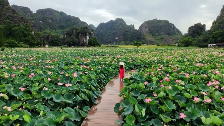 Hiện nay du khách từ khắp nơi đổ về đây để chiêm ngưỡng vẻ đẹp tuyệt vời này, để chụp ảnh và tận hưởng không khí thanh bình của vùng quê yên bình, trù phú.