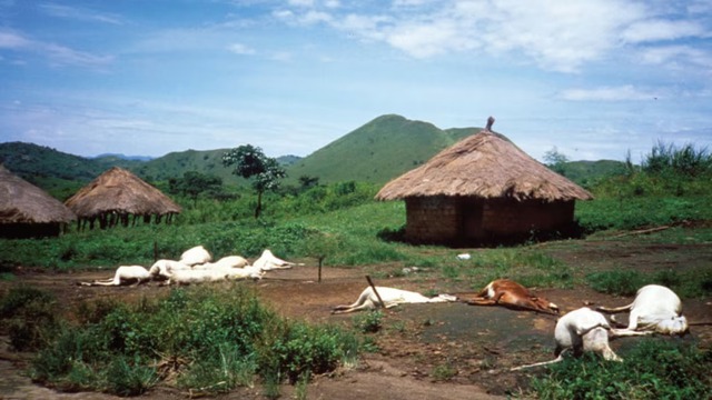 Gia súc chết hàng loạt, xác nằm la liệt sau thảm họa ở hồ Nyos năm 1986. Ảnh: USGS