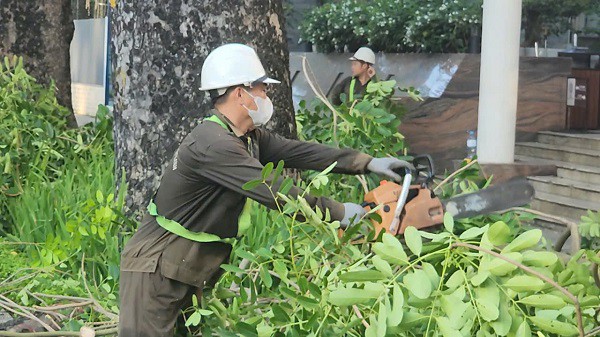 Một công nhân cầm cưa cắt các cành to thành nhỏ lại để dễ thu gom. Ảnh: VA.