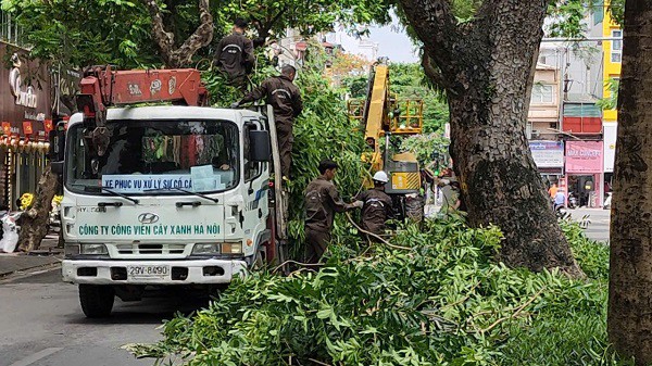 Hà Nội: Cắt sửa hơn 35.000 cây xanh trước mùa mưa bão - 9