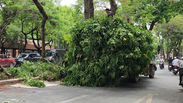 Toàn bộ cành, lá và gỗ sau khi cắt tỉa được xe chuyên dụng vận chuyển về các điểm tập kết tại Yên Sở và xã Song Phượng để xử lý. Ảnh: VA.