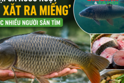 Loại cá nước ngọt ‘đắt xắt ra miếng’ được nhiều người săn tìm