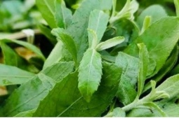 Cây thuốc dân gian bổ đủ đường, không lo tăng cân, có người trồng làm cảnh