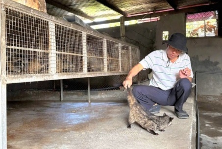 Nuôi loài vật hoang dã ăn chuối "như chảo chớp", một nông dân Quảng Bình, nay là tỉnh Quảng Trị thu trăm triệu/năm