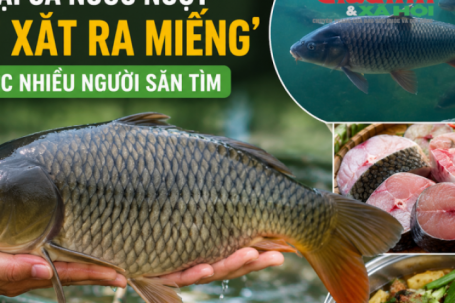 Loại cá nước ngọt ‘đắt xắt ra miếng’ được nhiều người săn tìm