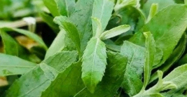 Cây thuốc dân gian bổ đủ đường, không lo tăng cân, có người trồng làm cảnh