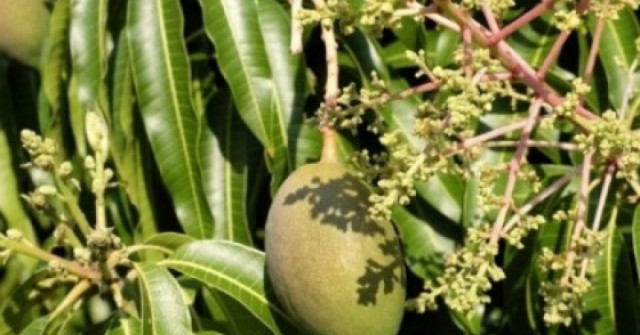 Hoa xoài - “kho báu” bị bỏ quên với loạt lợi ích sức khỏe bất ngờ