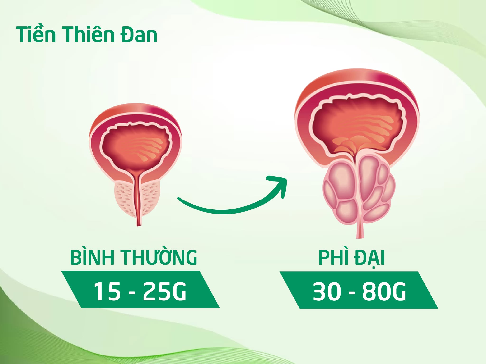 Thứ rau trước đây vứt đi không xuể, nay thành "vị thuốc quý” cho người tiểu đêm, tiểu khó! - 3