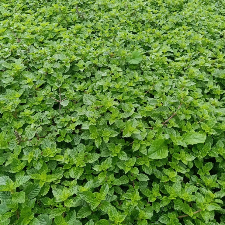 Trước đây, thạch đen là một giống cây mọc tự nhiên. Do hợp thổ nhưỡng nên loại cây này càng ngày càng phát triển, mọc và phân tán ở nhiều nơi, nhất là ở Lạng Sơn. Ảnh: Nguyet Nguyet