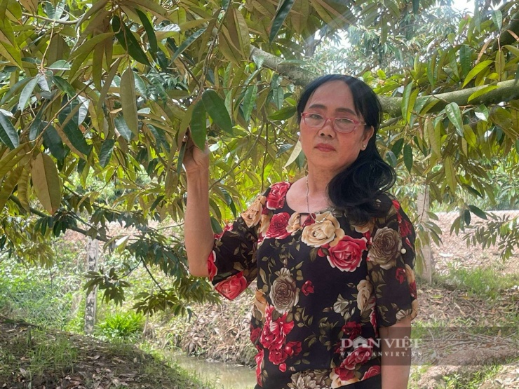 Bà Huỳnh Thị Ngọc Thắm, xã Cái Bè, tỉnh Đồng Tháp (địa phận huyện Cái Bè, tỉnh Tiền Giang trước đây) nhờ kiên trì áp dụng quy trình canh tác sạch và chủ động thích ứng với biến đổi khí hậu thu về tiền tỷ từ mô hình sầu riêng. Ảnh: Vân Nguyễn