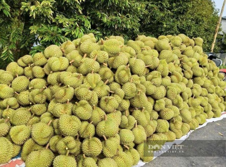 Với giá bán bình quân đạt 80.000 đồng/kg, tổng doanh thu từ đợt thu hoạch vừa qua của gia đình bà Thắm đạt gần 1 tỷ đồng. Ảnh: Vân Nguyễn