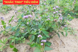 Tin tức sức khỏe - Ít ai biết: Loài hoa quen thuộc này lại là “khắc tinh” của phì đại tiền liệt tuyến, giúp giảm tiểu đêm rõ rệt