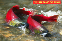 Tin tức sức khỏe - "Nhân sâm dưới nước" siêu đắt đỏ, được ví như “vàng lỏng” cho người đàm, ho, khó thở!