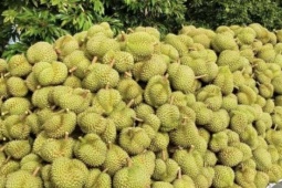Vườn sầu riêng Cái Bè, tỉnh Đồng Tháp (địa phận tỉnh Tiền Giang cũ) mang về doanh thu tiền tỷ cho nông dân
