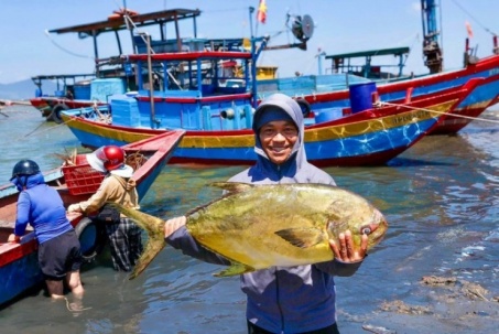 Ngư dân trúng đậm luồng cá vàng dâng 'hiếm khi xuất hiện'