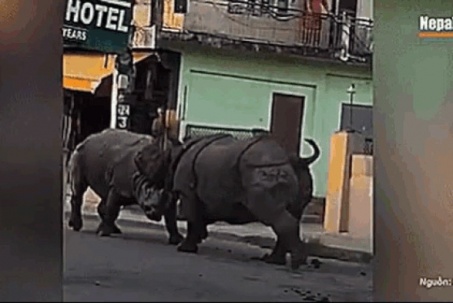 VIDEO: Hai “quái thú” khổng lồ đại chiến ngay trên đường phố Nepal