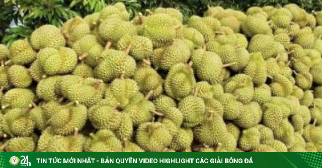 Vườn sầu riêng Cái Bè, tỉnh Đồng Tháp (địa phận tỉnh Tiền Giang cũ) mang về doanh thu tiền tỷ cho nông dân
