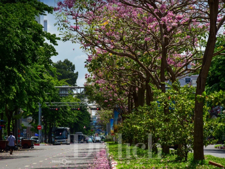 Thế nhưng năm nay, trong một mùa nắng gay gắt và kéo dài hơn thường lệ, cây lại tiếp tục cho ra những đợt hoa mới.