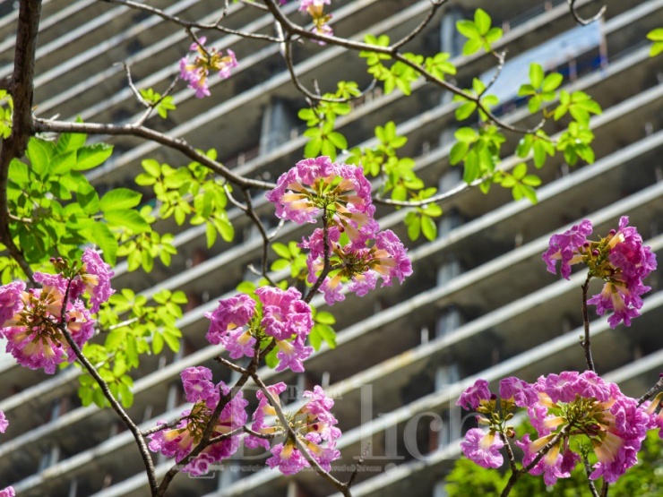 Kèn hồng vốn có nguồn gốc từ khu vực châu Mỹ nhiệt đới, sau này được trồng ở nhiều nơi tại Việt Nam để tạo cảnh quan đô thị.
