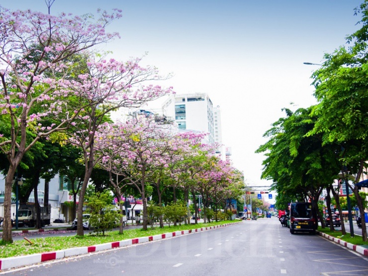Khi vào mùa, cây thường rụng gần hết lá để dành chỗ cho những cụm hoa phủ kín cành, tạo nên hiệu ứng thị giác đặc biệt.