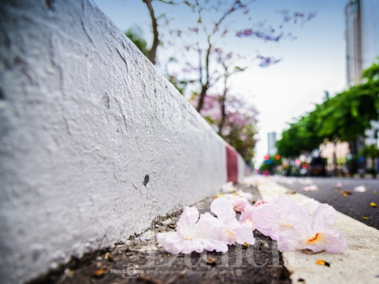 Thế nhưng vẻ đẹp của hoa cũng giống như những khoảnh khắc dịu dàng giữa phố, tuy ngắn nhưng đủ để người ta thương nhớ.