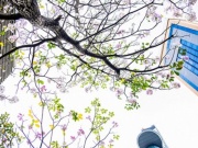 Kèn hồng bất ngờ bung nở rực rỡ trên nhiều tuyến đường ở TP.HCM