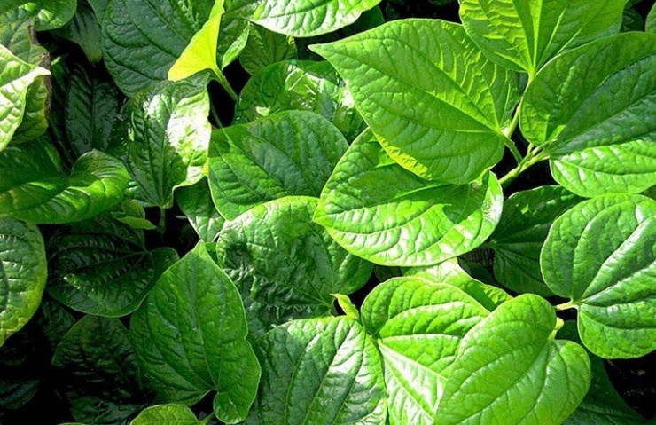 Lá lốt không chỉ là một loại rau gia vị quen thuộc trong gian bếp Việt, tạo nên hương vị đặc trưng cho món chả băm hay bò nướng mà còn là một vị thuốc nam quý giá. (Ảnh minh họa).