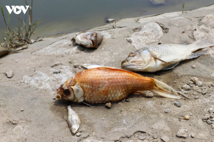 Bà Trần Thị Lan (tập thể dục tại công viên" ngao ngán chia sẻ: “Không ai nghĩ hồ điều hòa hàng trăm tỷ giữa trung tâm Hà Nội lại có ngày thành một điểm ô nhiễm như thế này”.