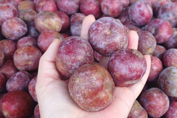 Nhiều loại trái cây 'rẻ như rau'