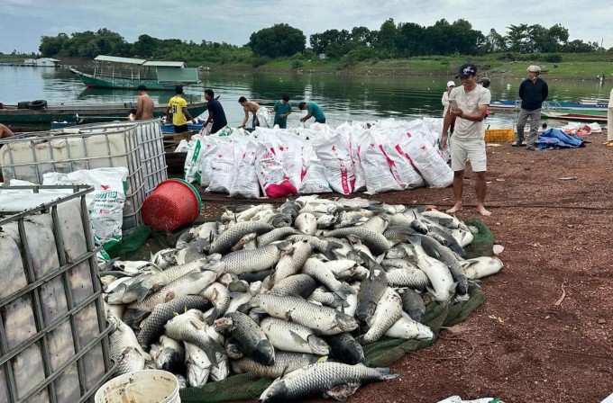 Cá chết ở bè cá được vớt đưa lên bờ sáng 31/5. Ảnh: Thái Hà