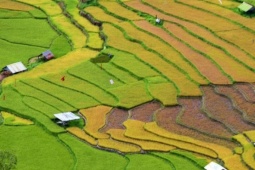 Mùa lúa chín, Thung lũng KonTu Rằng mặc áo vàng óng ánh, mê hoặc du khách