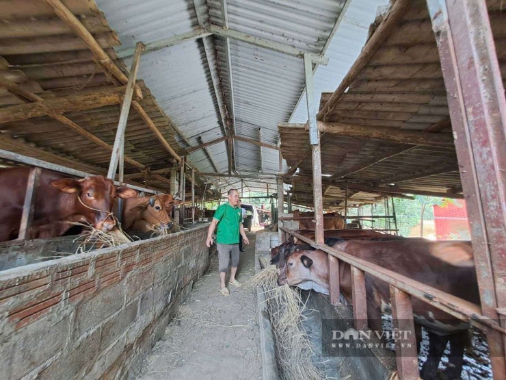 Tận dụng chuồng trại chăn nuôi lợn anh Tuấn đã phát triển đàn bò lai Sind. Ảnh: Hoàng Tính