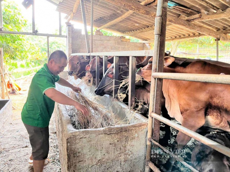 Anh Tuấn cẩn thận chăm sóc đàn bò của gia đình. Ảnh: Hoàng Tính