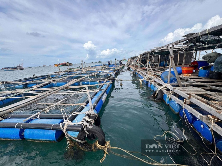 Hệ thống bè cá trên biển tiền tỷ của gia đình ông Nguyễn Phước Hạnh.&nbsp;Ảnh: Hồng Cẩm
