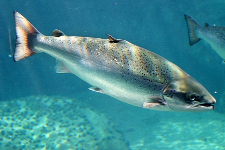 Loại cá đắt đỏ, giàu omega 3 rất tốt cho tim mạch