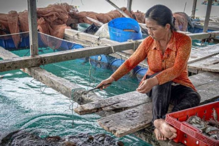 Ở đảo Nam Du (thuộc Kiên Giang trước đây, nay là tỉnh An Giang) dân làm giàu từ nghề nuôi cá lồng bè, toàn con to bự