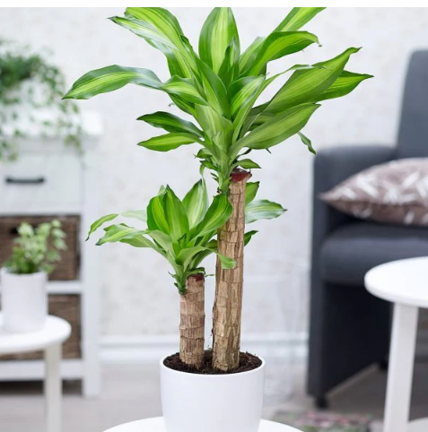 Cây phát tài được coi là mang lại tài lộc và may mắn trong phong thủy, giúp thu hút năng lượng tài lộc và cân bằng tài chính cho gia chủ khi đặt trong không gian sống.
