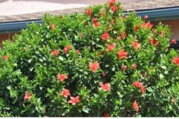 Cây thuốc đa công dụng giúp bổ tim, dưỡng gan nhưng nhiều người chỉ trồng làm cảnh