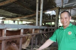 Làm món "dưa muối" đặc biệt cho bò ăn, nay một nông dân Lạng Sơn có mô hình chăn nuôi tuần hoàn tiền tỷ ở vùng biên
