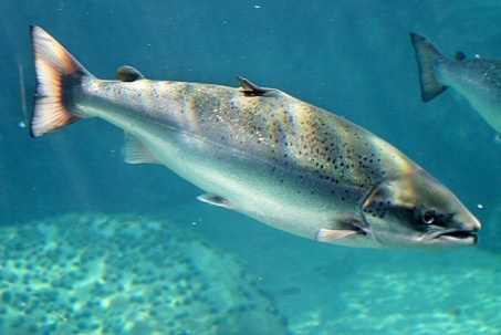 Loại cá đắt đỏ, giàu omega 3 rất tốt cho tim mạch