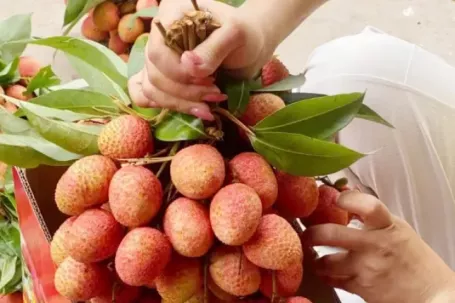 Chưa từng có: 300.000 đồng/kg vải thiều tại vườn