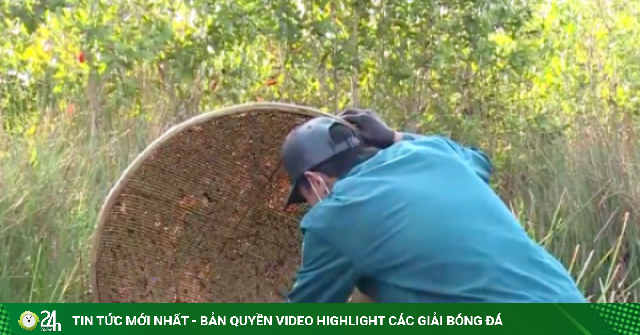 Xúc bắt loài cá háu đá ở đồng hoang đất Long An cũ, nay là tỉnh Tây Ninh, làm món đặc sản "nổi như cồn"