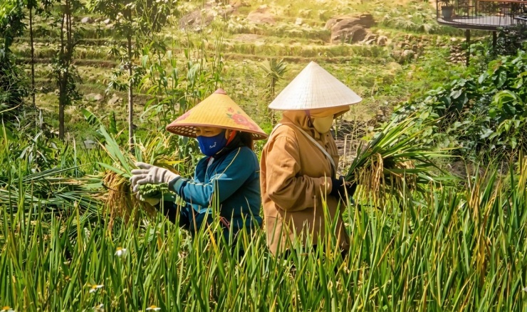 Những bông lúa trĩu cành, hạt căng mọng được bà con 