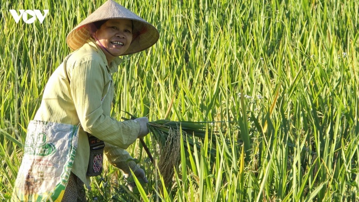 Giữa mùa vàng rực rỡ ở Pù Luông, người dân bản địa tất bật gặt lúa, tạo nên nhịp sống lao động giản dị nhưng đầy sức sống nơi vùng cao. Bà Pà Bổn Na, người dân tộc Thái ở bản Đôn, nở nụ cười tươi rói chia sẻ vụ này lúa được mùa nên bà con ai cũng phấn khởi. Theo bà Na, sau vụ lúa tẻ hiện tại, đến khoảng tháng 9 - 10, người dân sẽ tiếp tục gieo cấy lúa nếp để kéo dài mùa lúa đẹp phục vụ du khách ghé thăm.