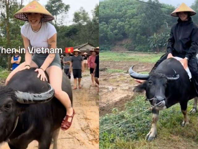 Du khách Tây đua nhau chia sẻ về trải nghiệm cưỡi trâu ở Việt Nam