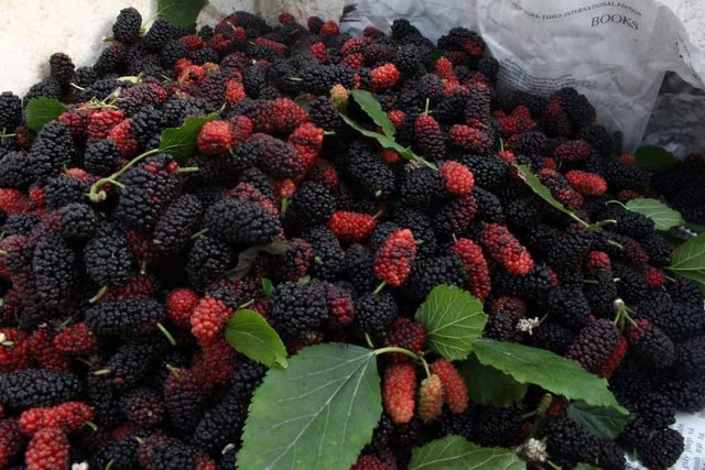 Dâu tằm chứa anthocyanin và vitamin C giúp trung hòa gốc tự do trong cơ thể. Nhờ đó, tế bào nang tóc được giảm tổn thương do stress oxy hóa, vốn là yếu tố liên quan đến tóc bạc sớm.