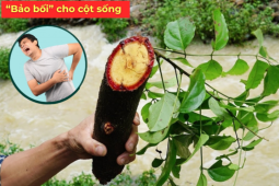 Tin tức sức khỏe - Loại cây càng để lâu càng thơm, người vùng núi xem như “của để dành” mỗi khi đau lưng, mỏi vai gáy